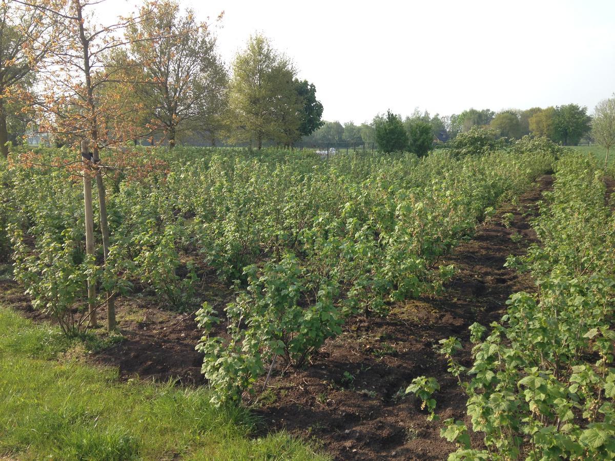 Appartamento Groot Antink Groenlo Esterno foto